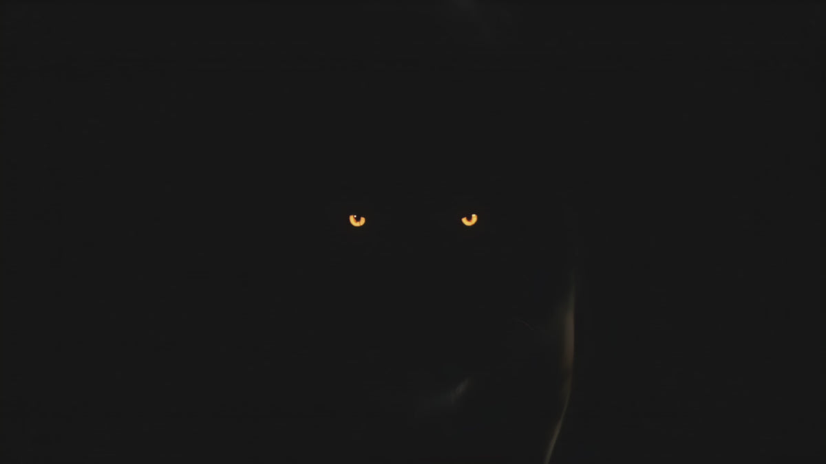 Tiger Part 1  - DJ, Club & Festival Visuals