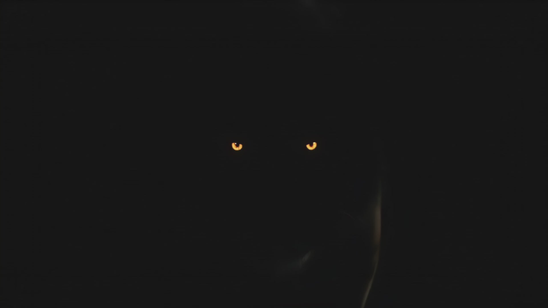 Tiger Part 1  - DJ, Club & Festival Visuals