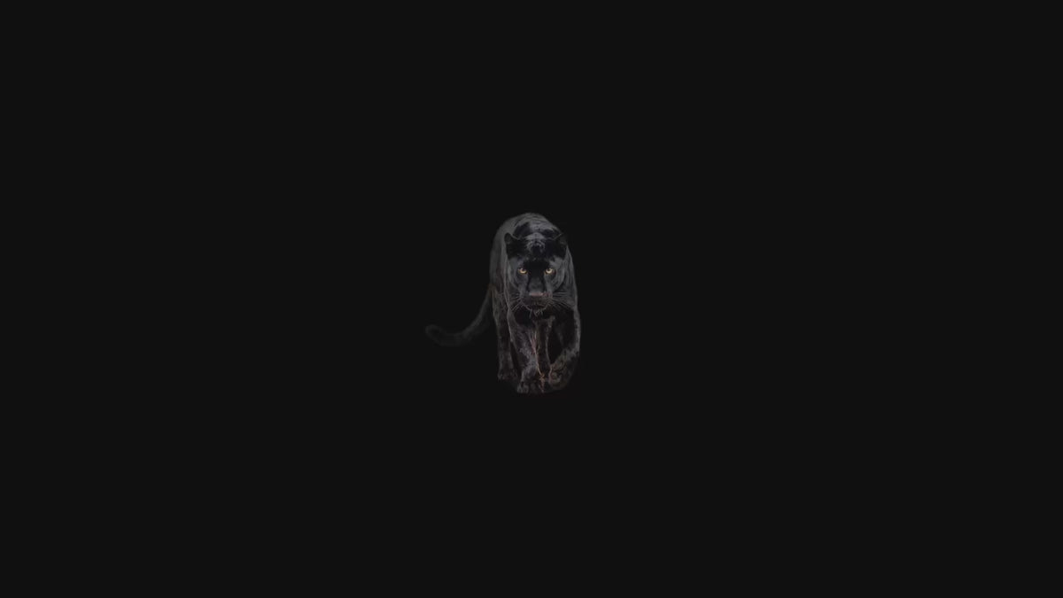 Panther Portal Part 1
