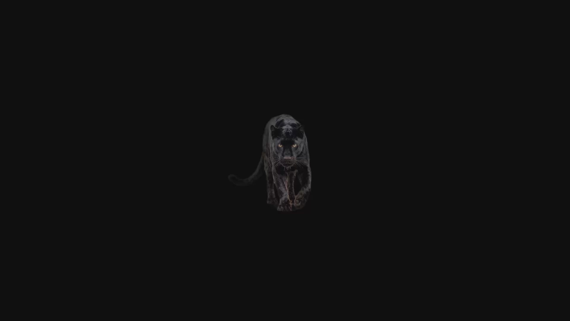 Panther Portal Part 1